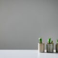 Drei kleine Pflanzen im Topf auf Tisch