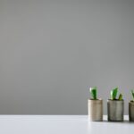 Drei kleine Pflanzen im Topf auf Tisch